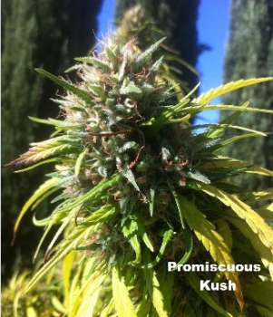 Promiscuous Kush (Picture from MadCats_Backyard_Stash..)