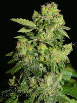 Ridick (Picture from Mudro_Seeds..)