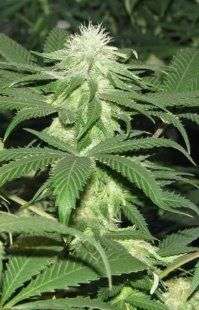 Black N Blue (Picture from New420Guy_Seeds..)