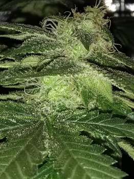 Blueberry Rox (Picture from New420Guy_Seeds..)