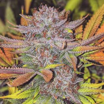 Bubba-Gum Kush (Picture from New420Guy_Seeds..)