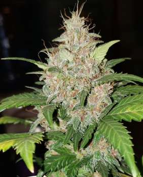 Bubblegum CBD (Picture from New420Guy_Seeds..)
