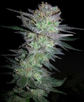 Girl Scout Cookies (Picture from New420Guy_Seeds..)
