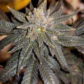Granddaddy Purple (Picture from New420Guy_Seeds..)