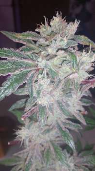 Jedi Glue (Picture from New420Guy_Seeds..)