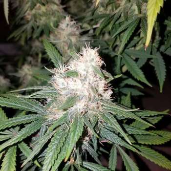 Pauls Purple Cookies (Picture from New420Guy_Seeds..)