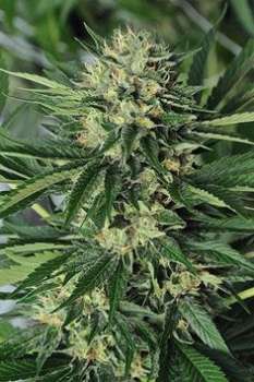 Pine Tar Kush (Picture from New420Guy_Seeds..)
