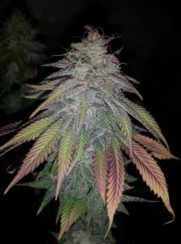 Purple Berry Playboy (Picture from New420Guy_Seeds..)