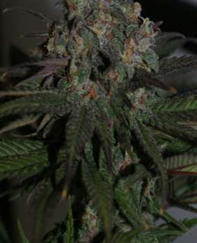 Purple Wreck (Picture from New420Guy_Seeds..)
