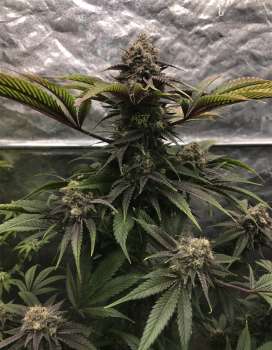 Bruce Banner (Picture from staffTHC..)